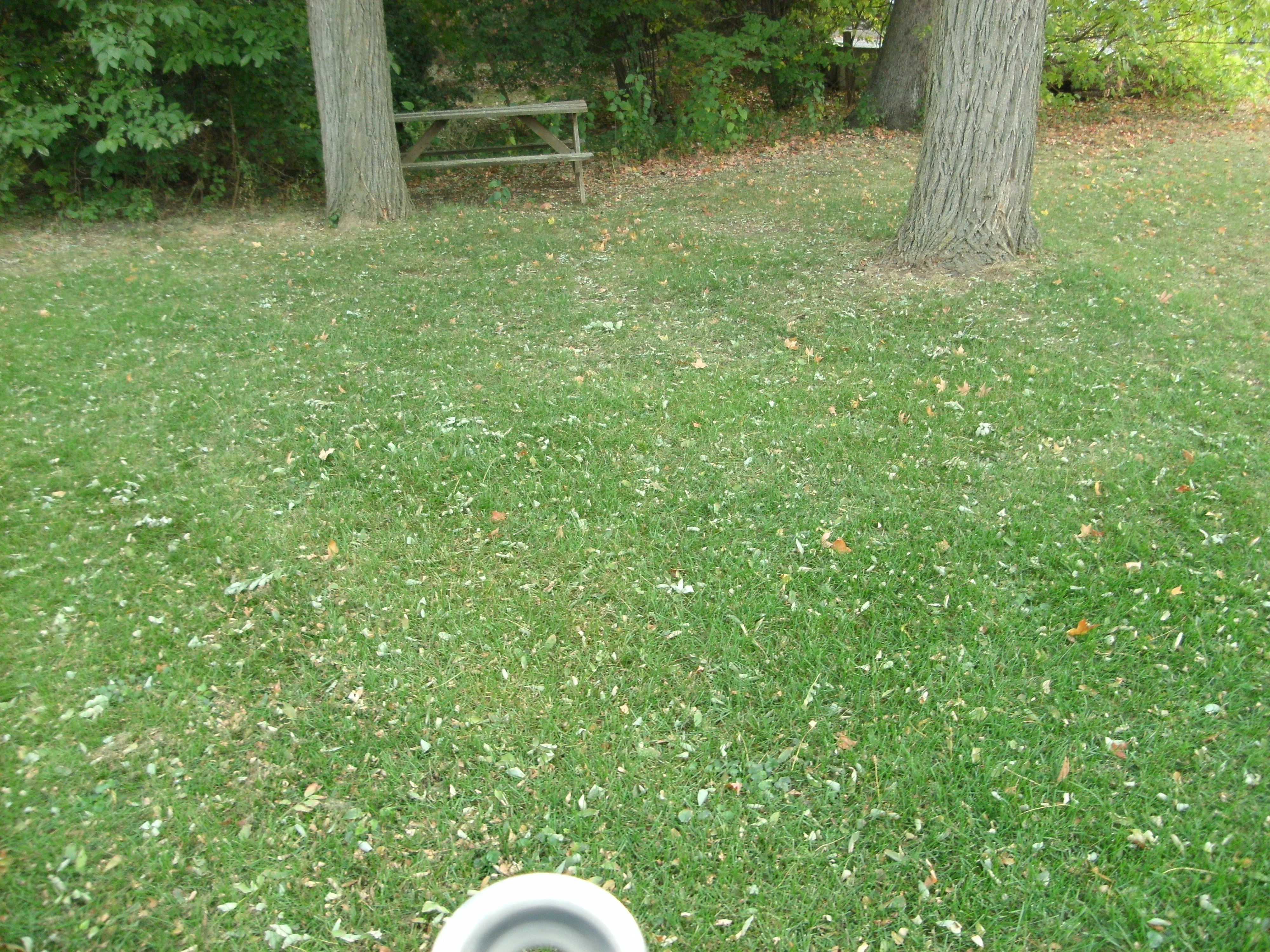 Green lawn in the back yard