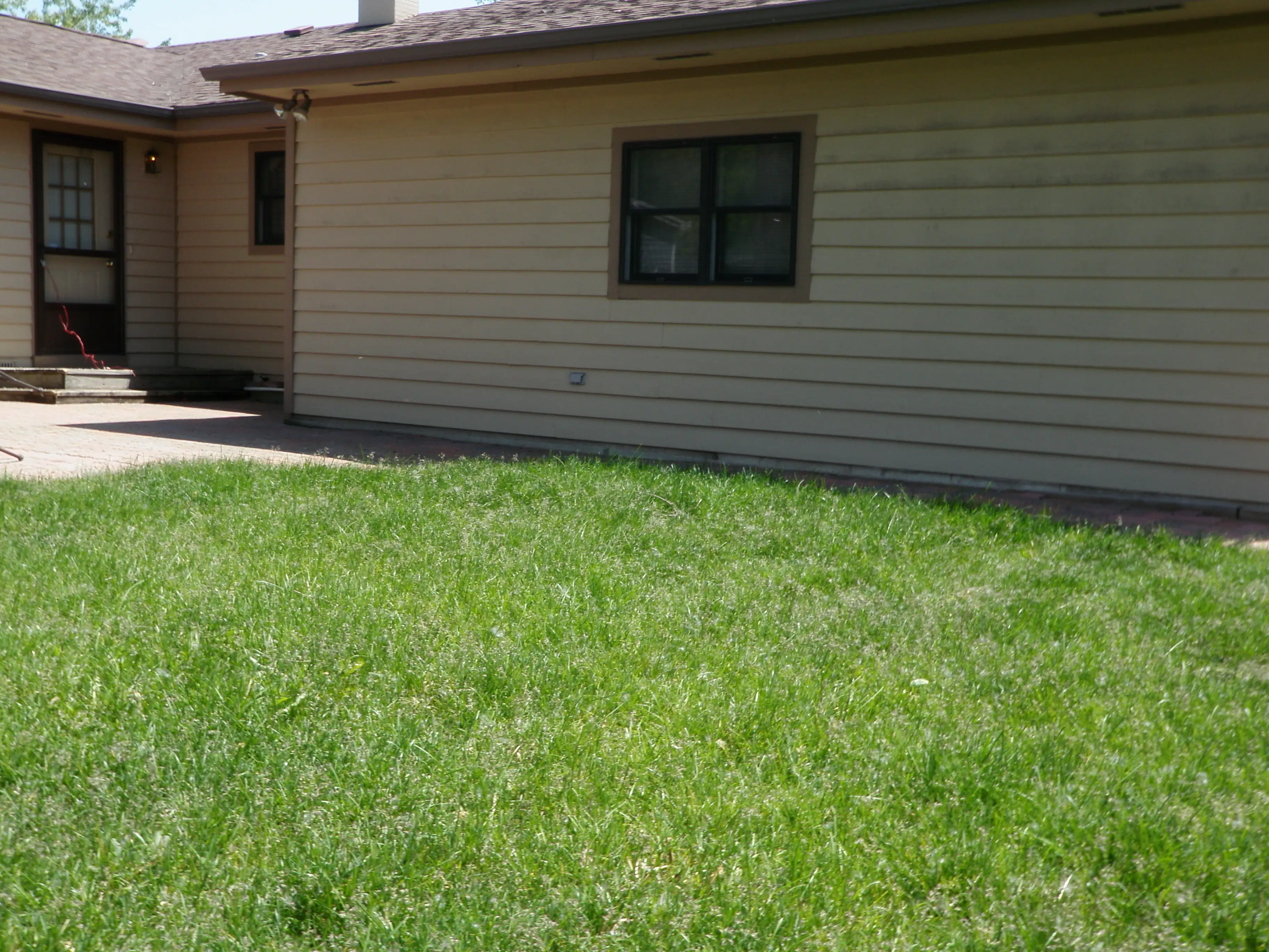 backyard without weeds