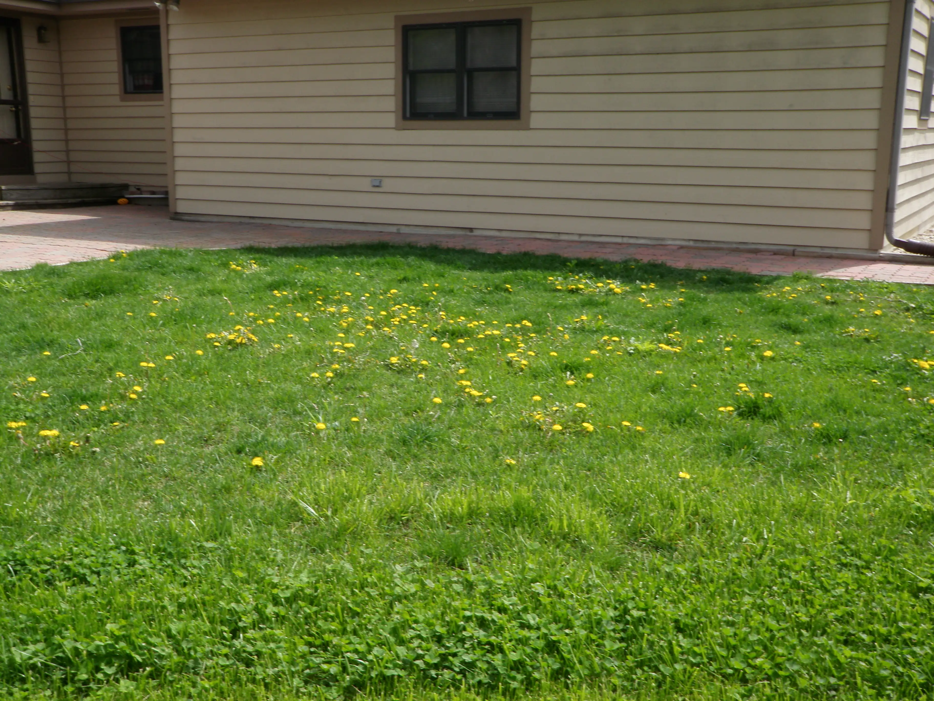 backyard with weeds