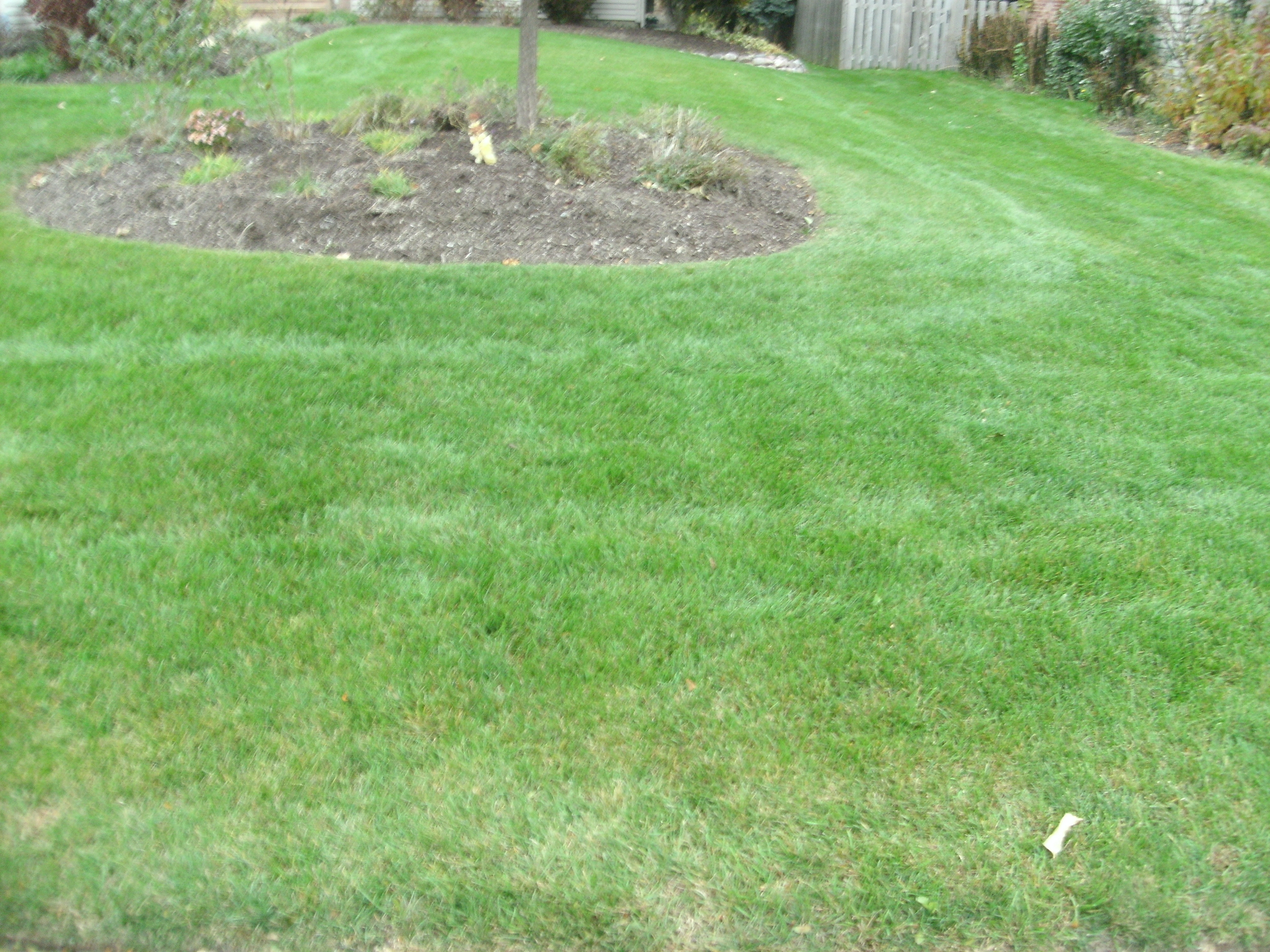 back yard green after applications