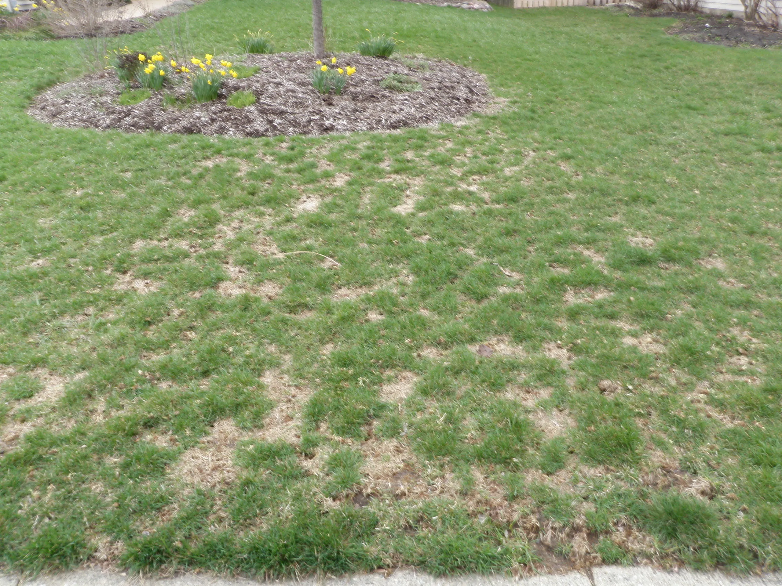 back yard with lawn damage