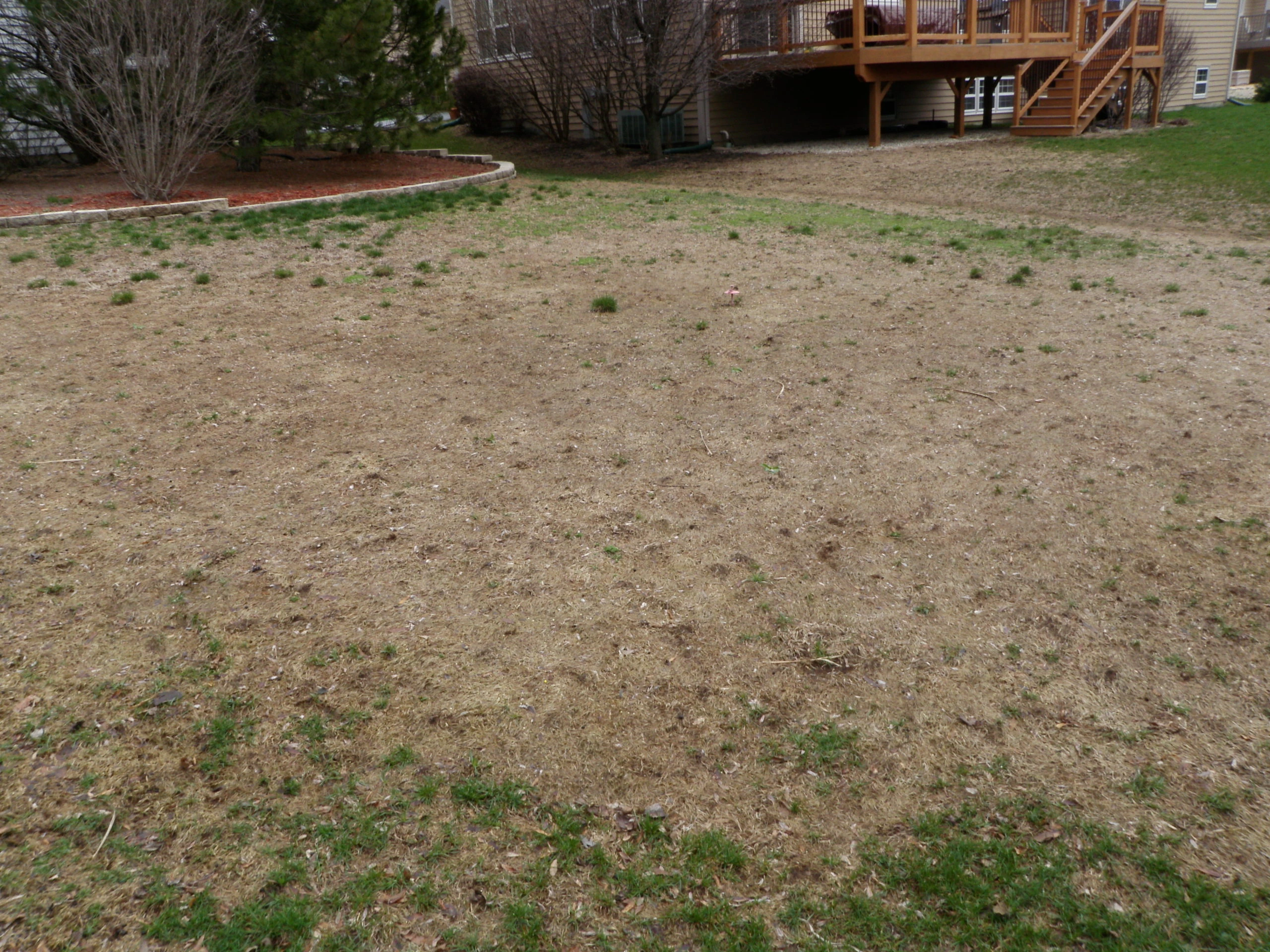 brown grass before fertilization