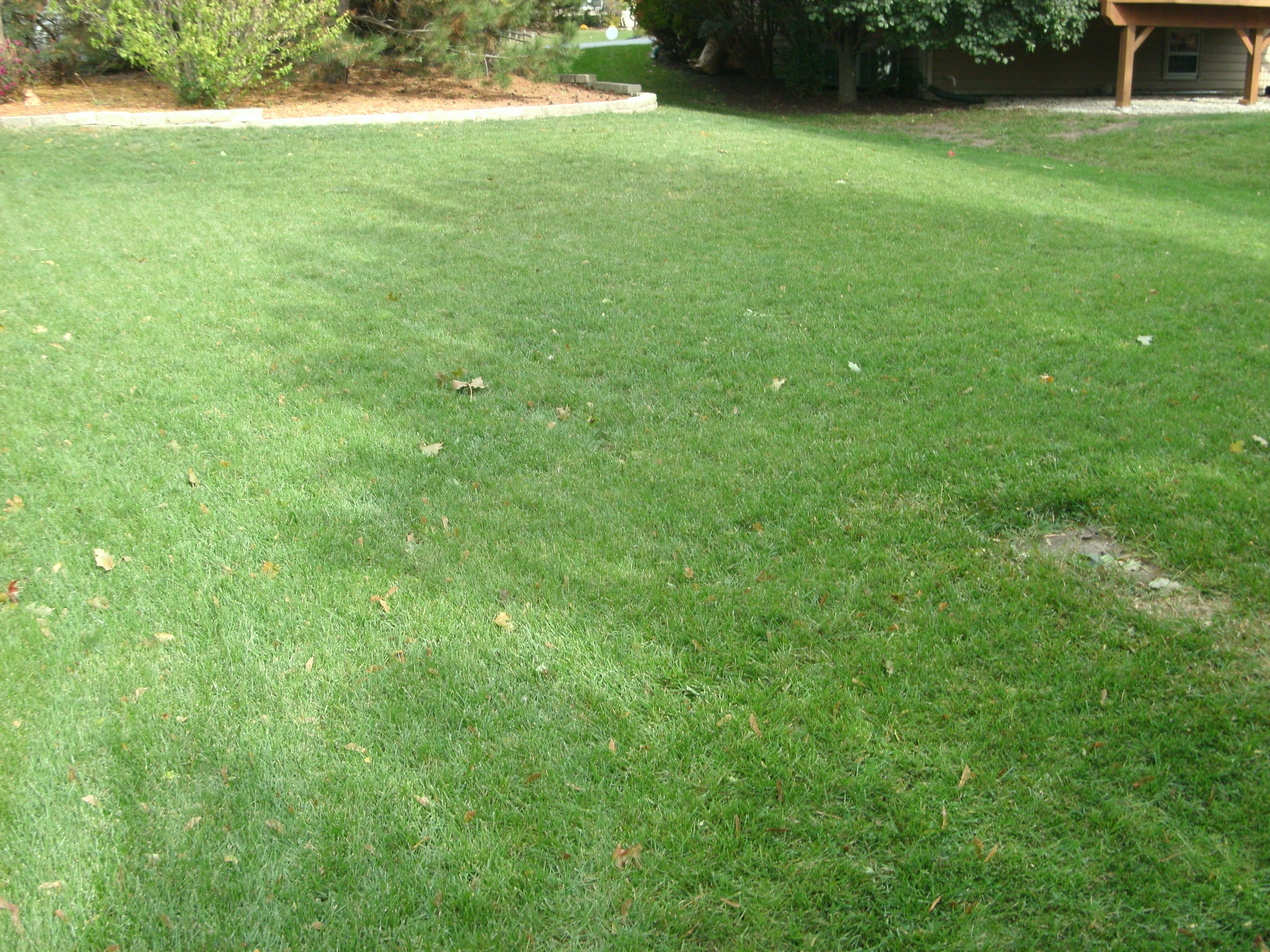 green grass after fertilization