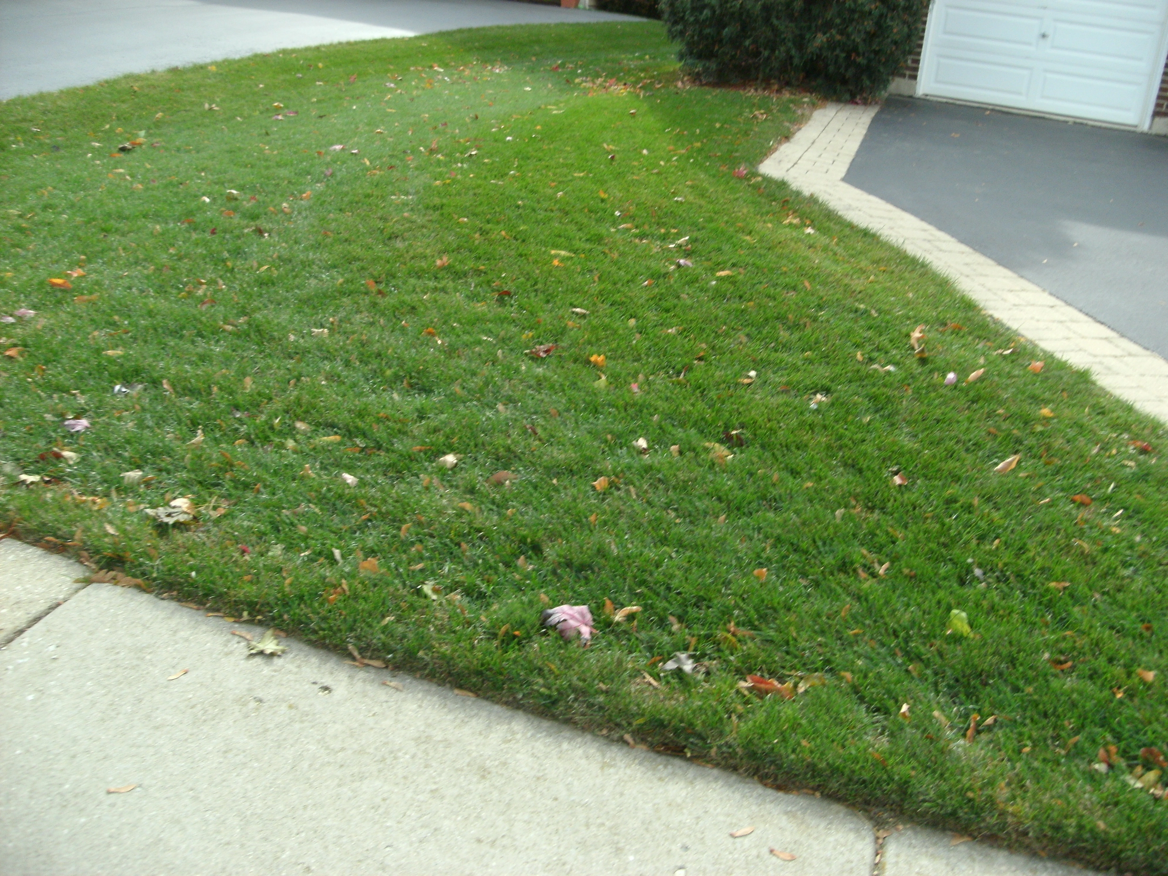 front yard with green grass