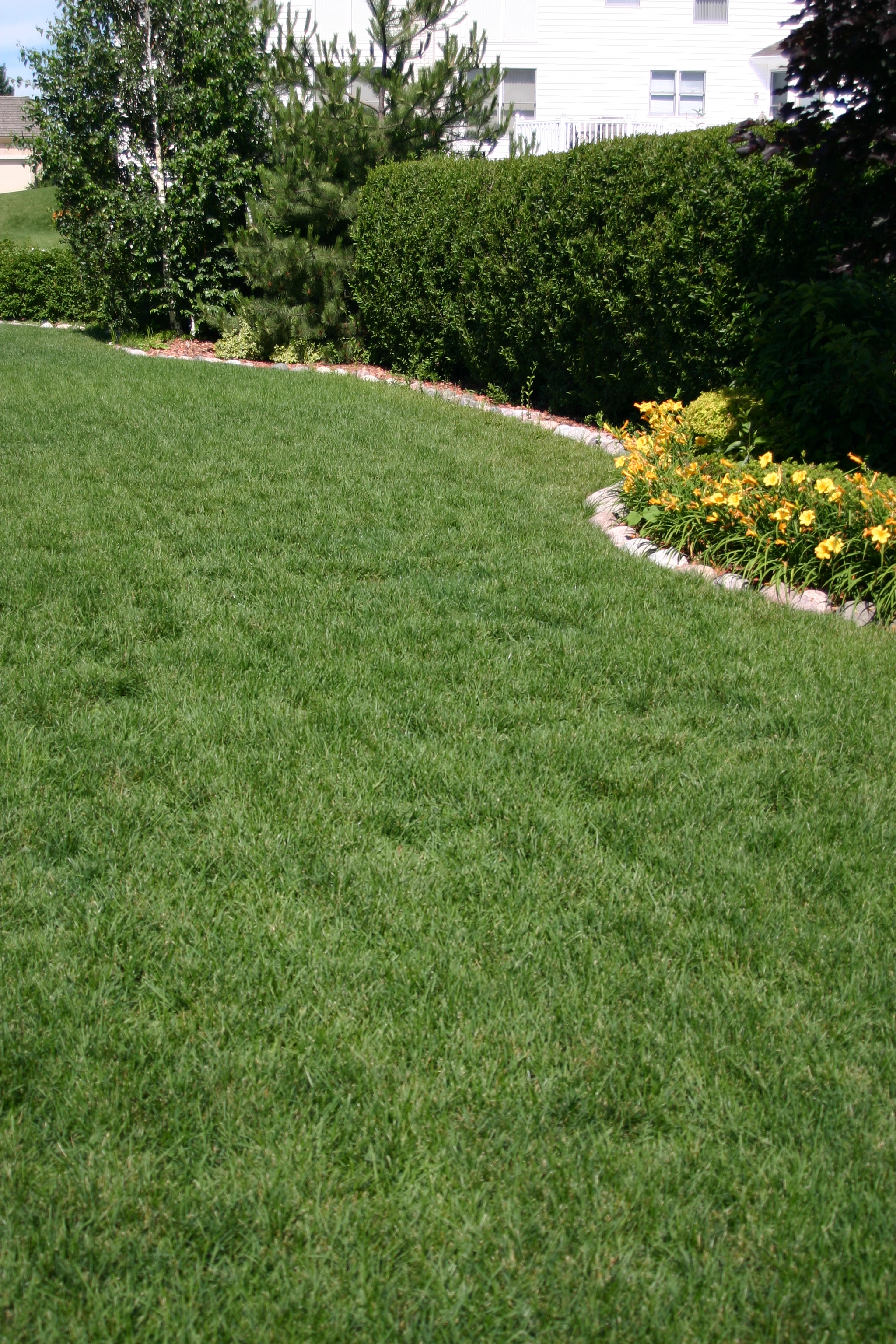 BACK YARD AFTER LAWN FERTILIZATION