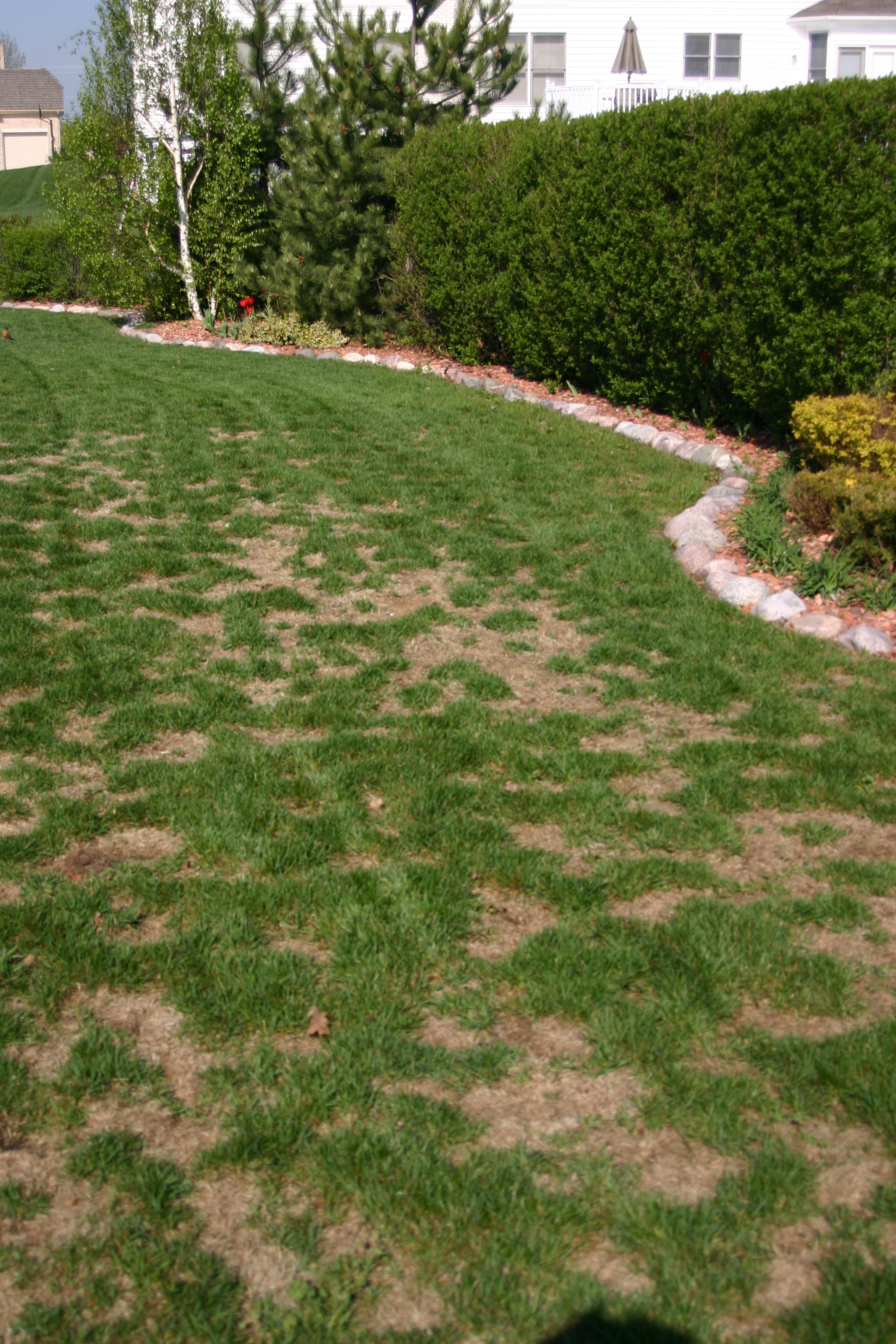 BACK YARD WITH BROWN PATCHES