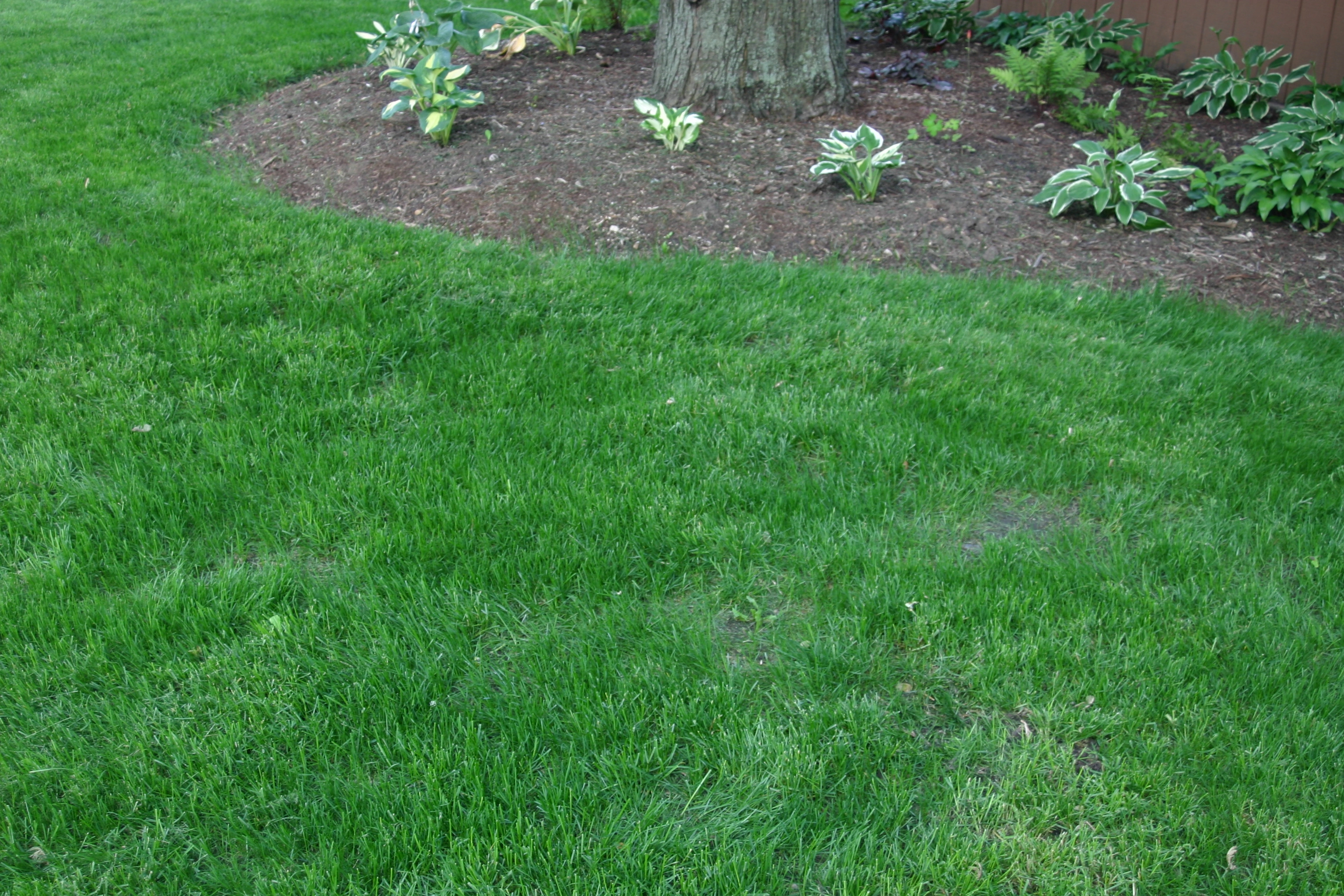 Lush Green Lawn After Application