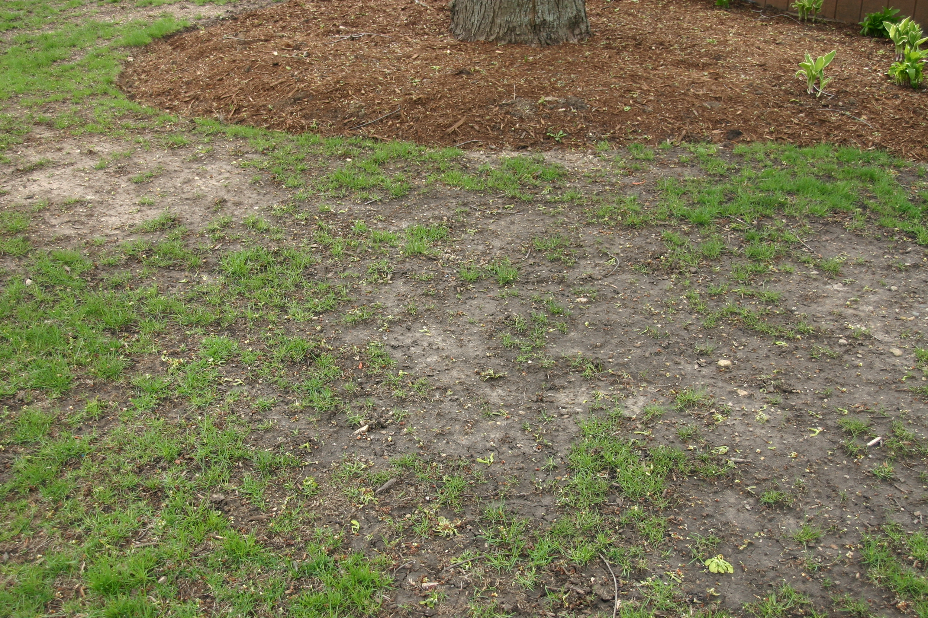 back yard with brown spots