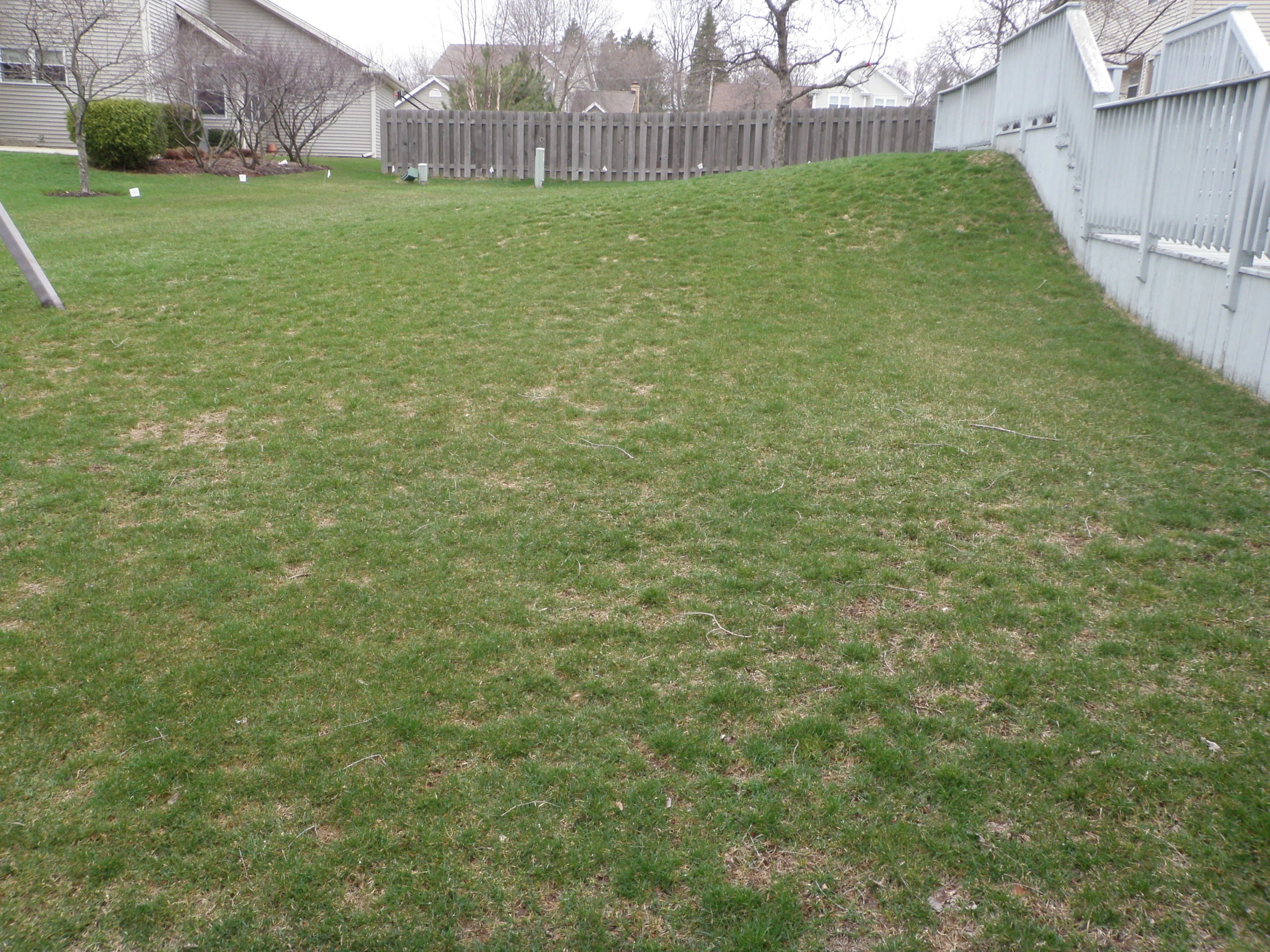 Side yard with brown patches