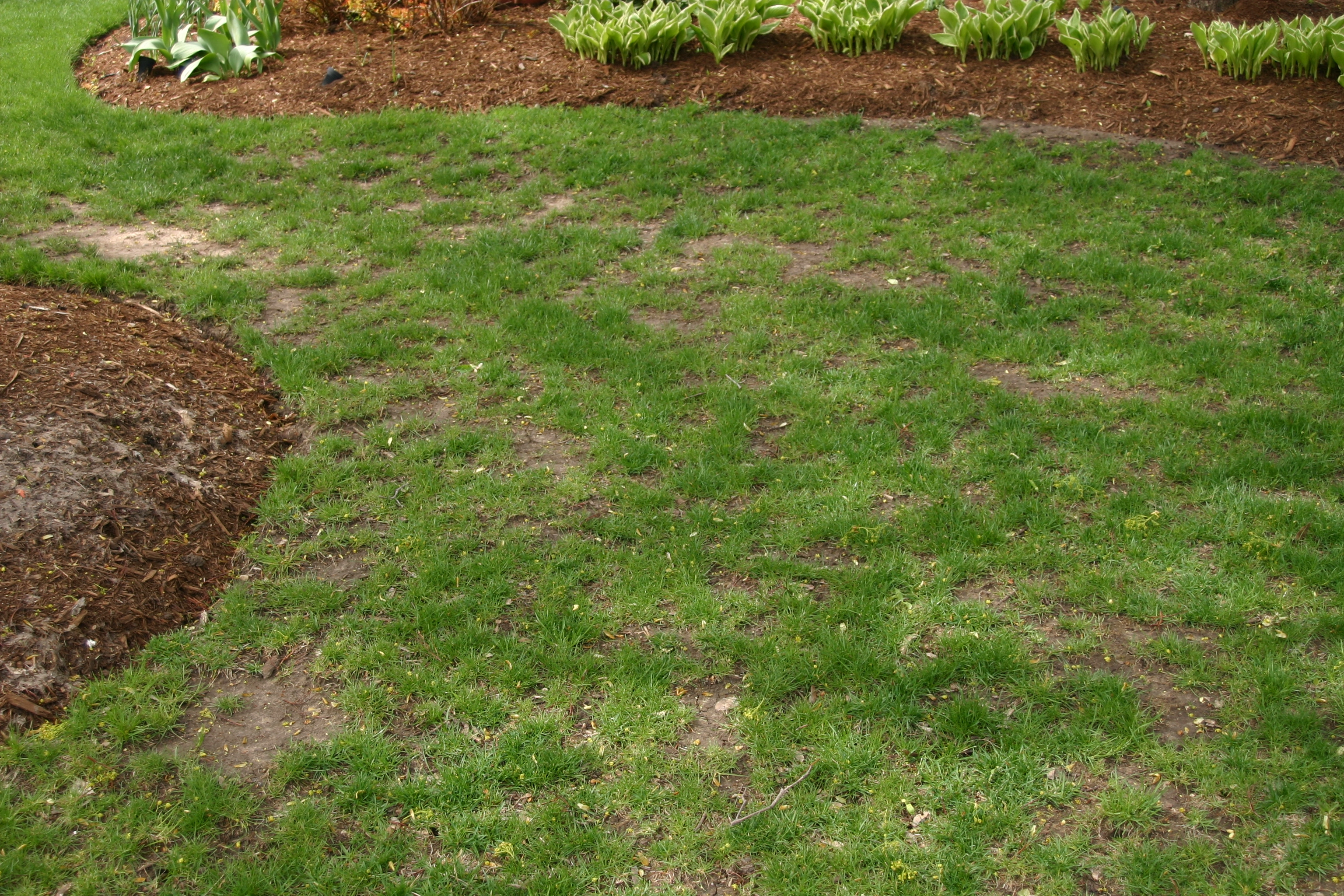 side yard brown patches