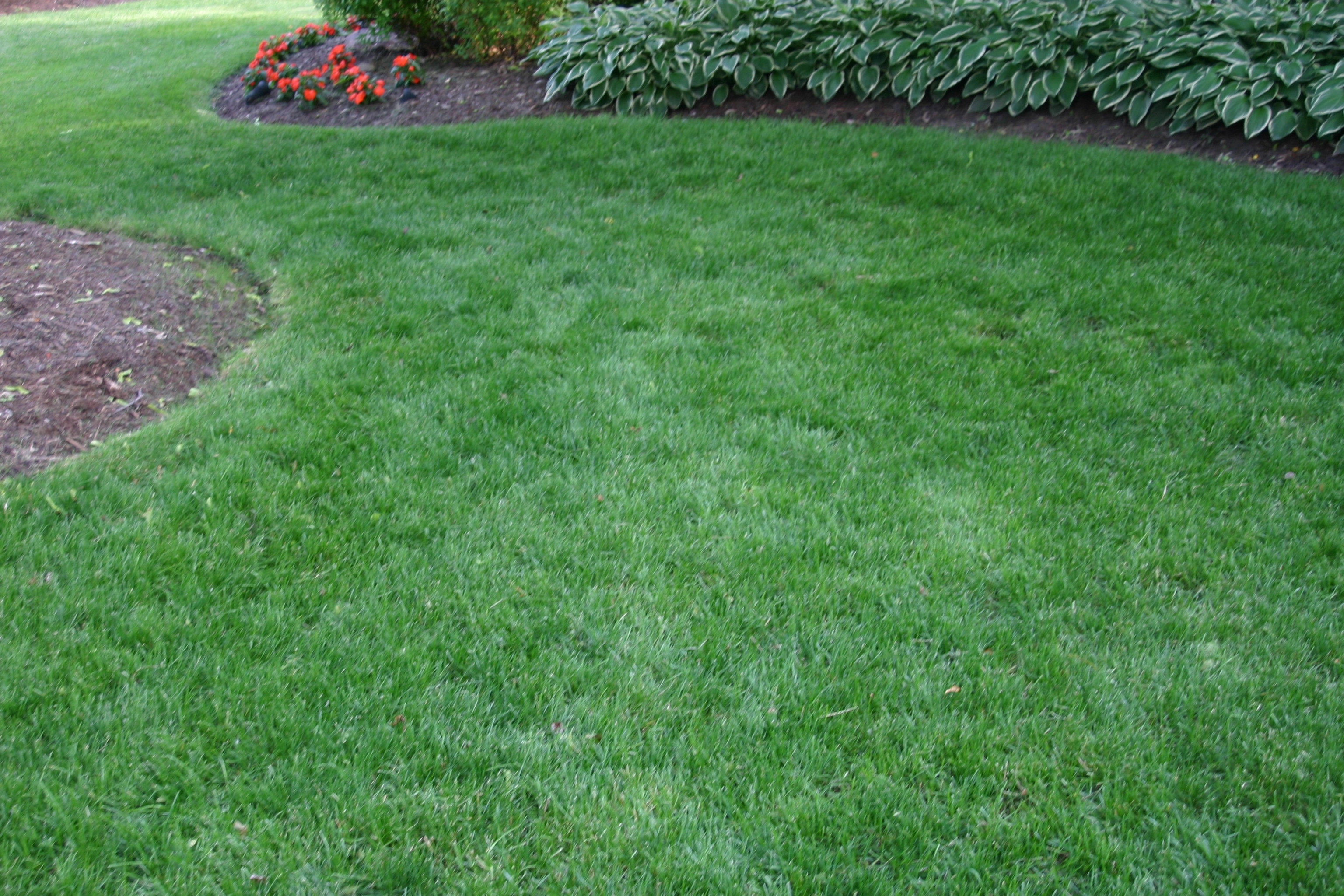 side yard with green grass