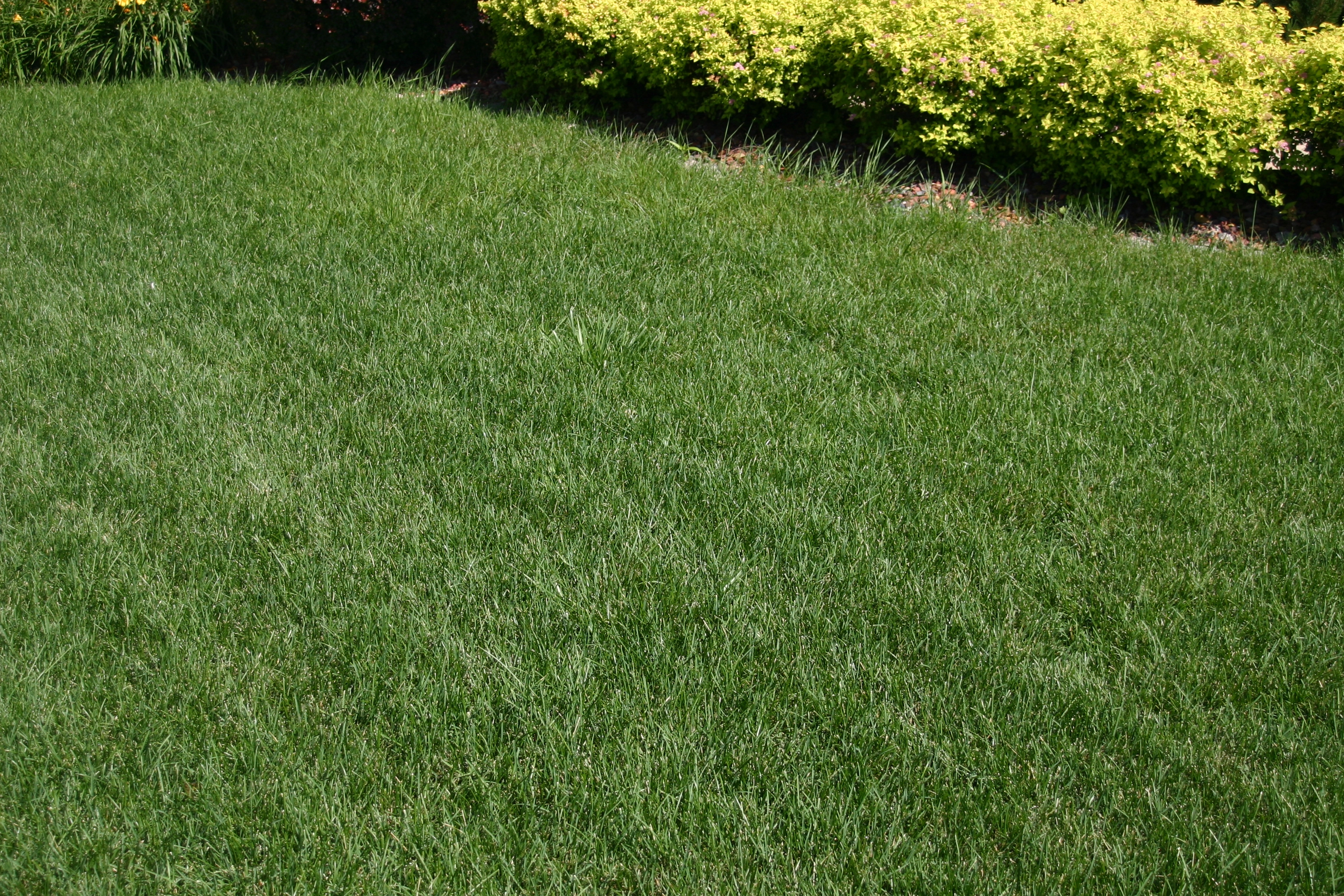 SIDE YARD WITH GREEN GRASS