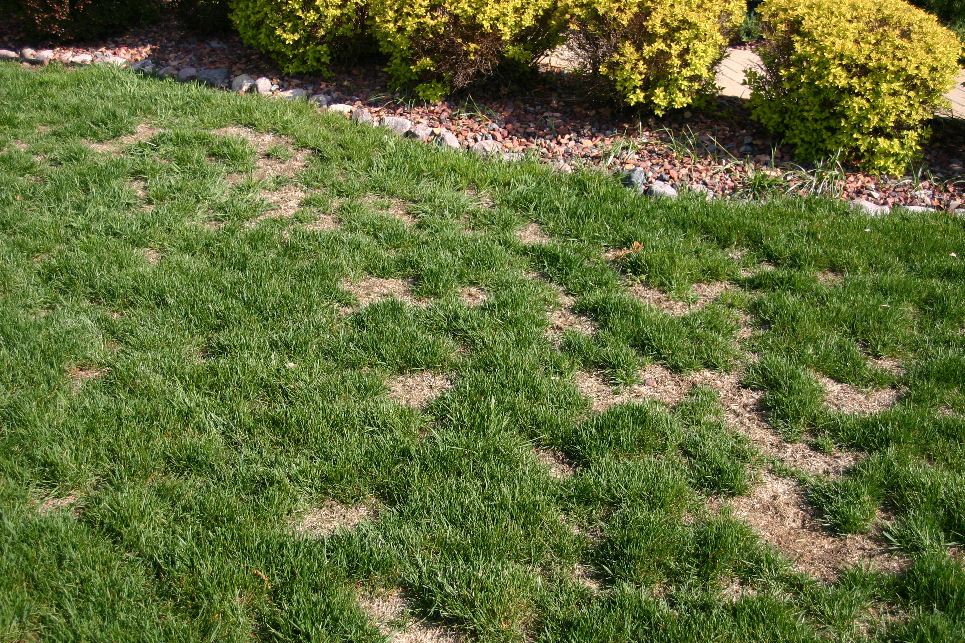 SIDE YARD WITH SPOTS