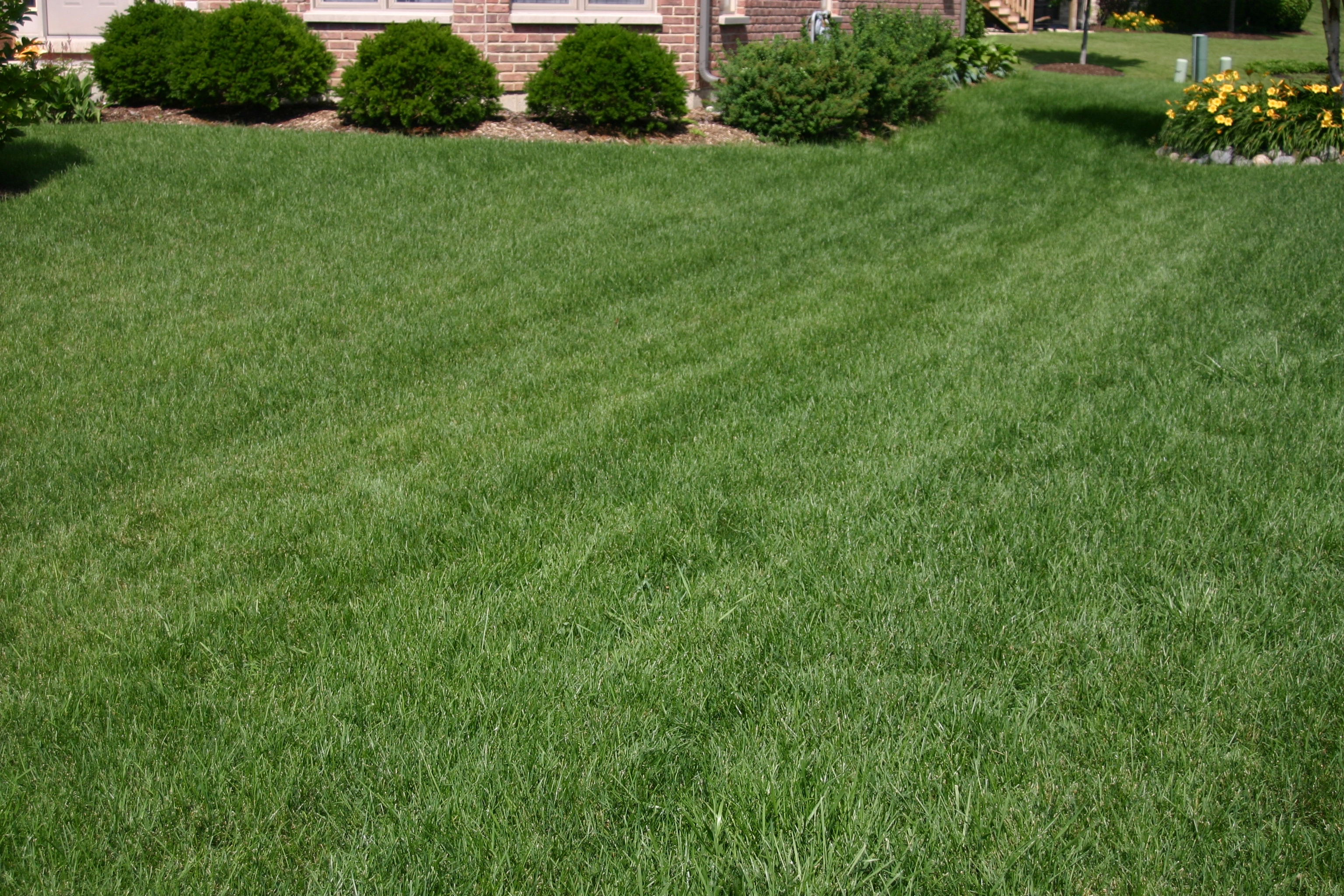 front yard after fertilization