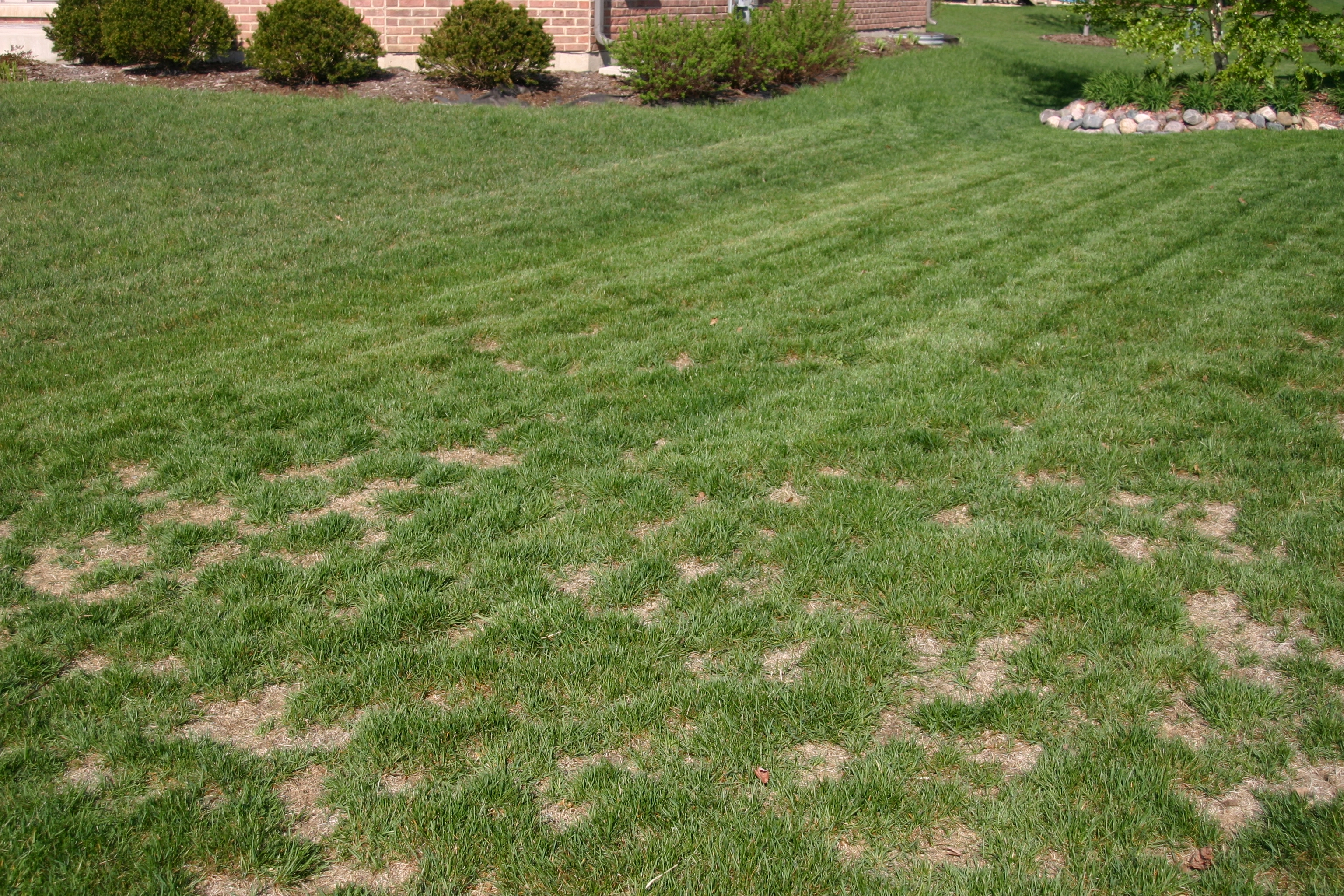 Front Yard with brown spots