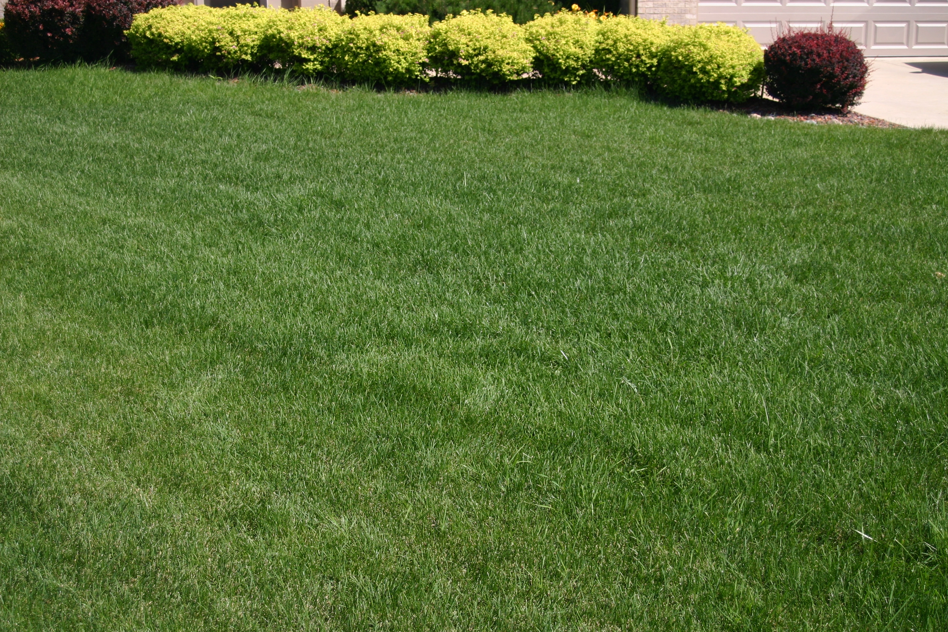 FRONT YARD WITH GREEN GRASS