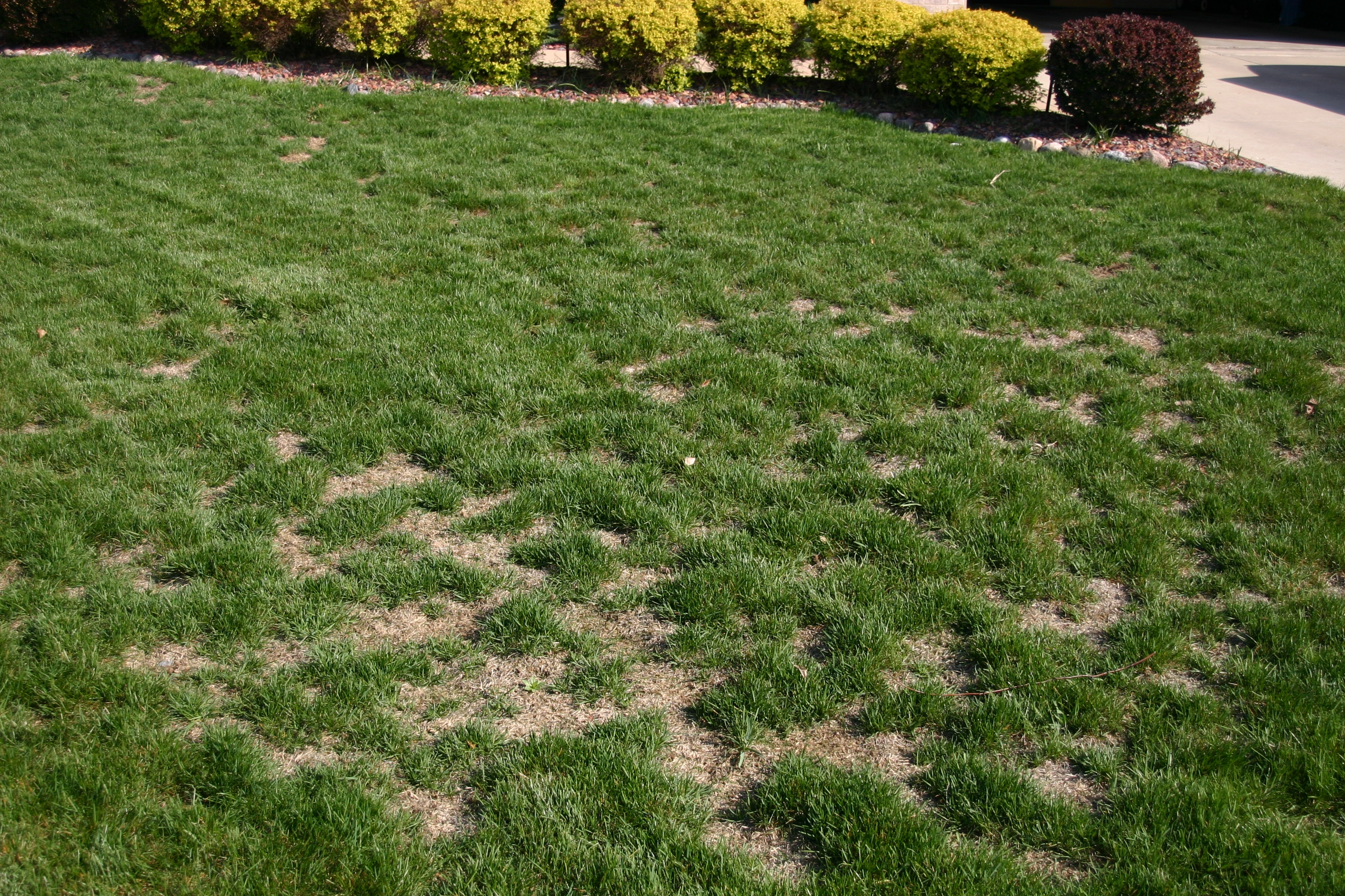 MISSING GRASS PATCHES