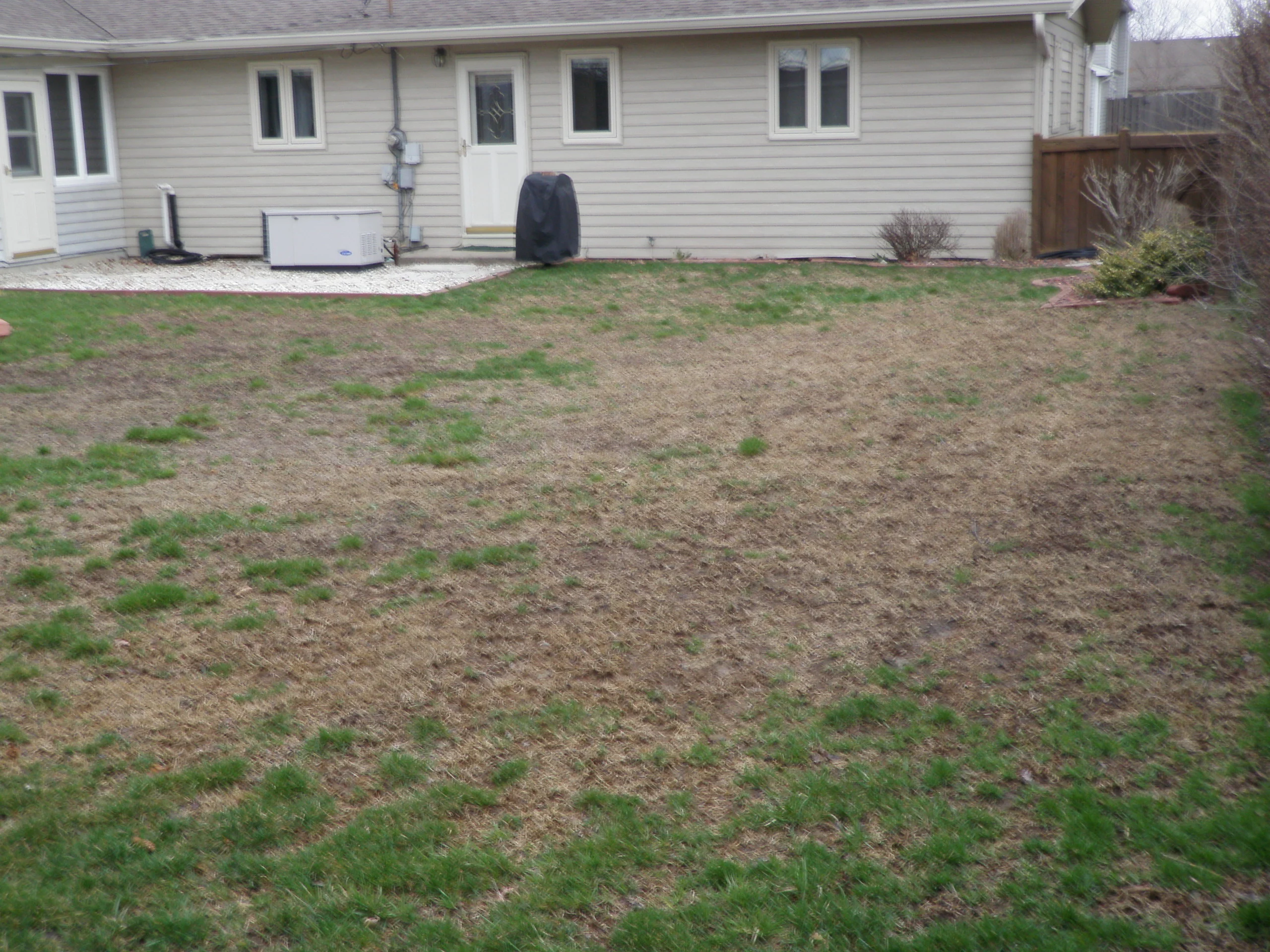 backyard brown grass
