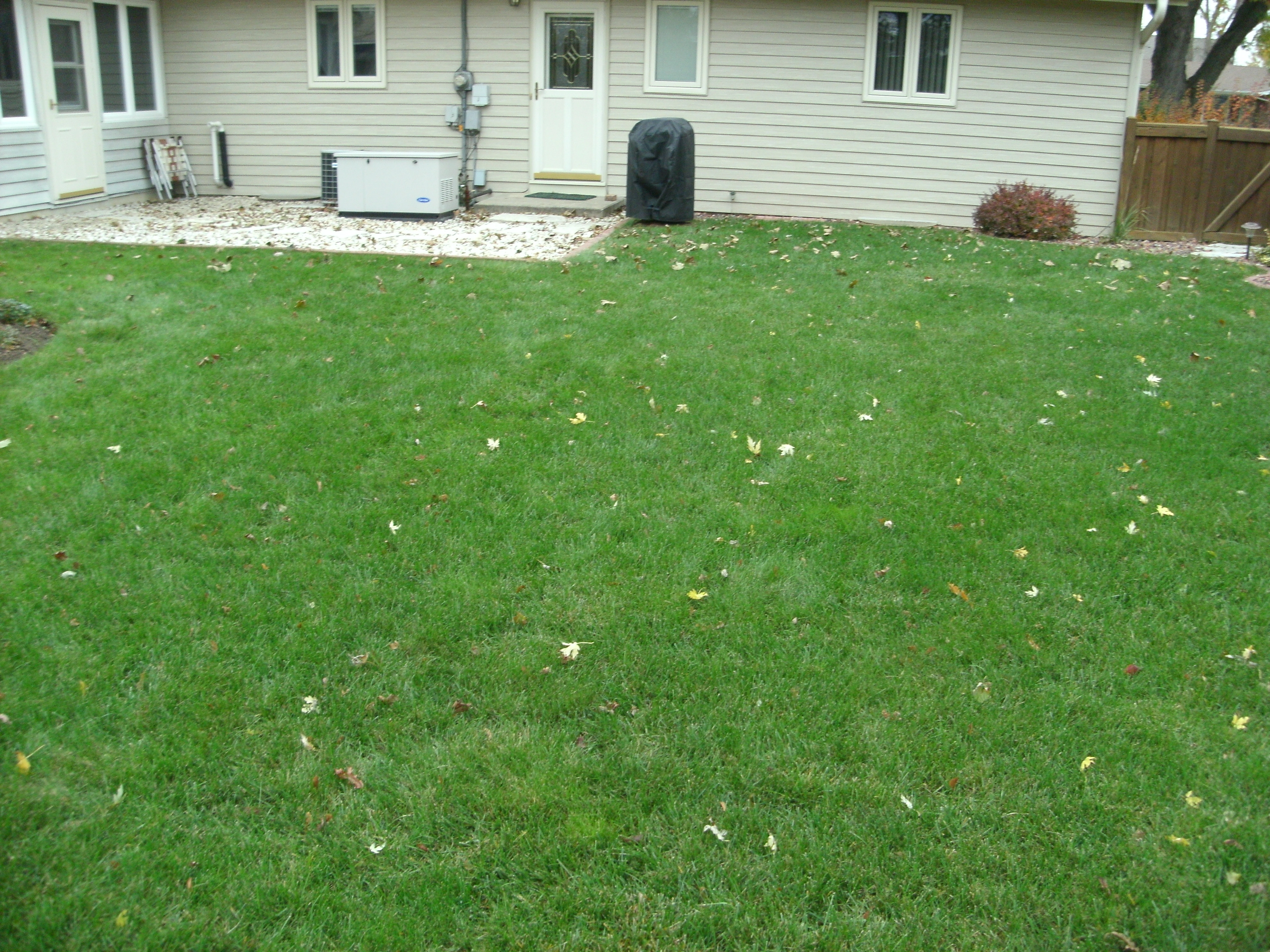 backyard green lawn