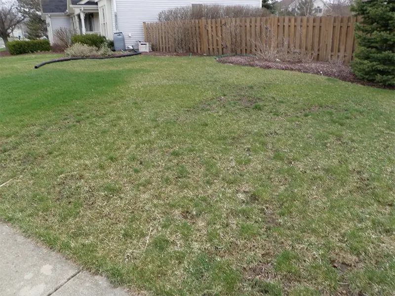 grass