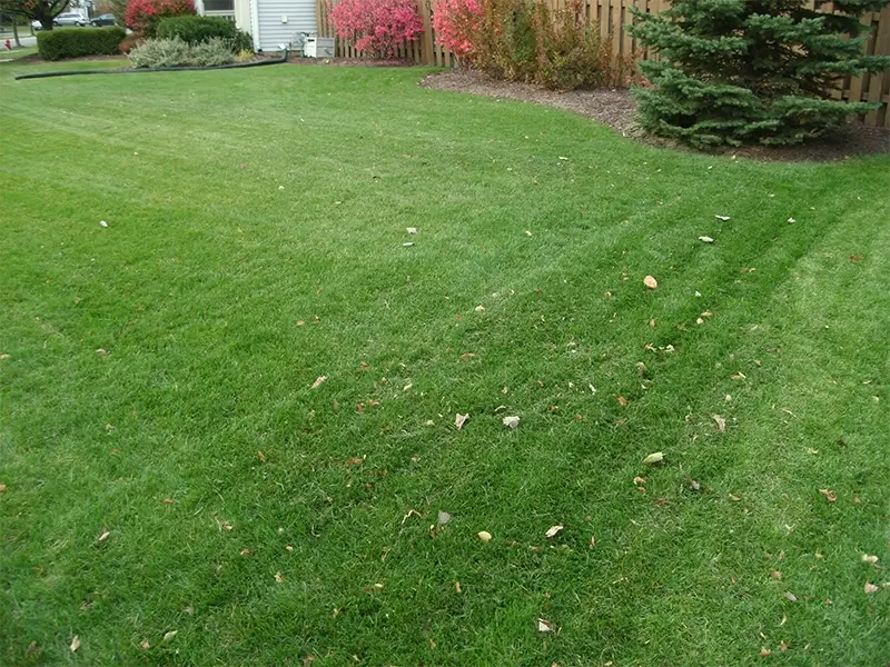 grass