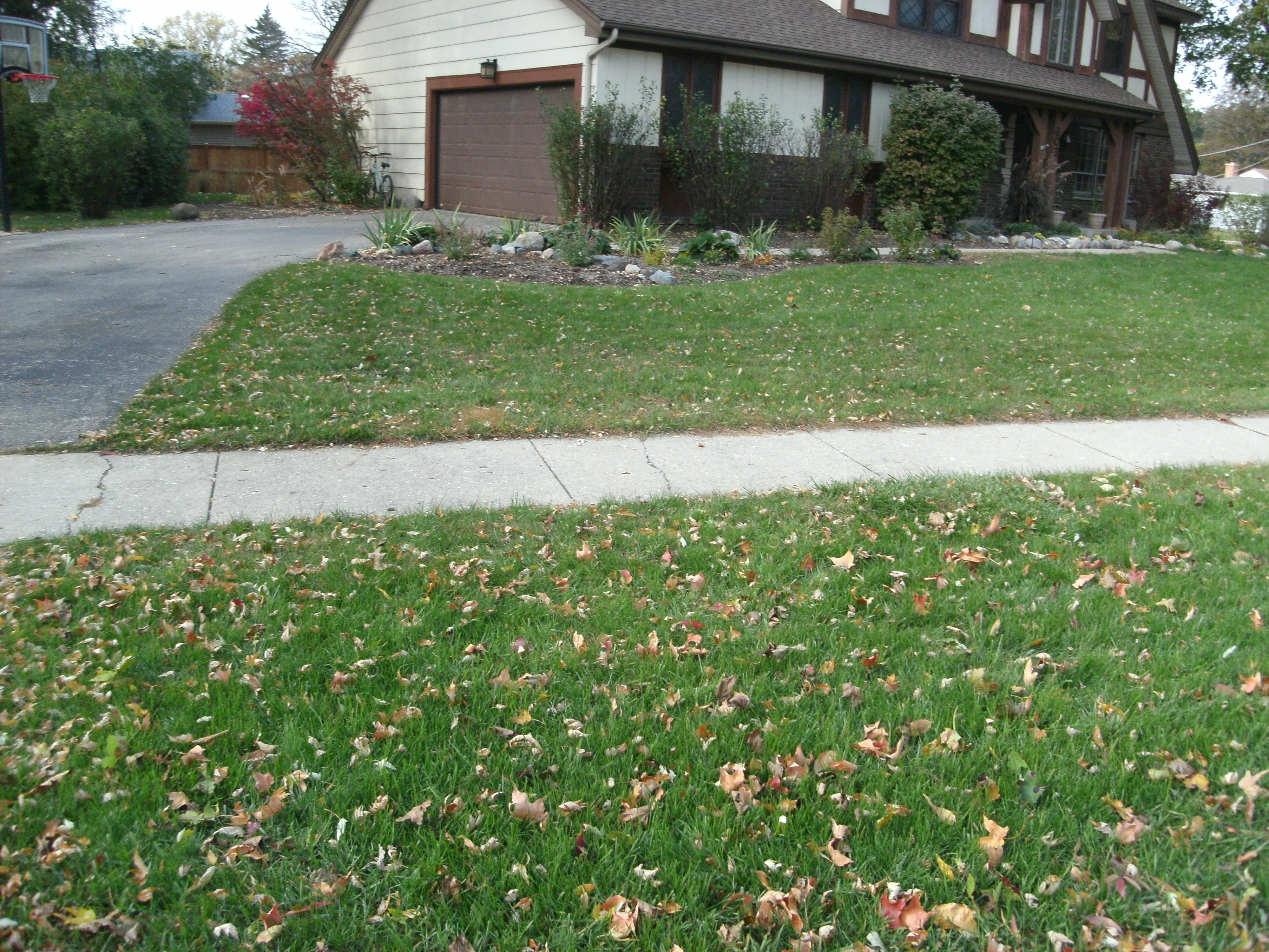front yard with green grass