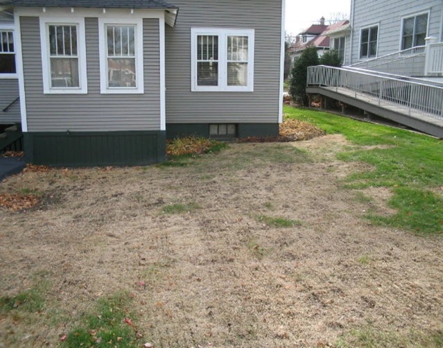 back yard before application