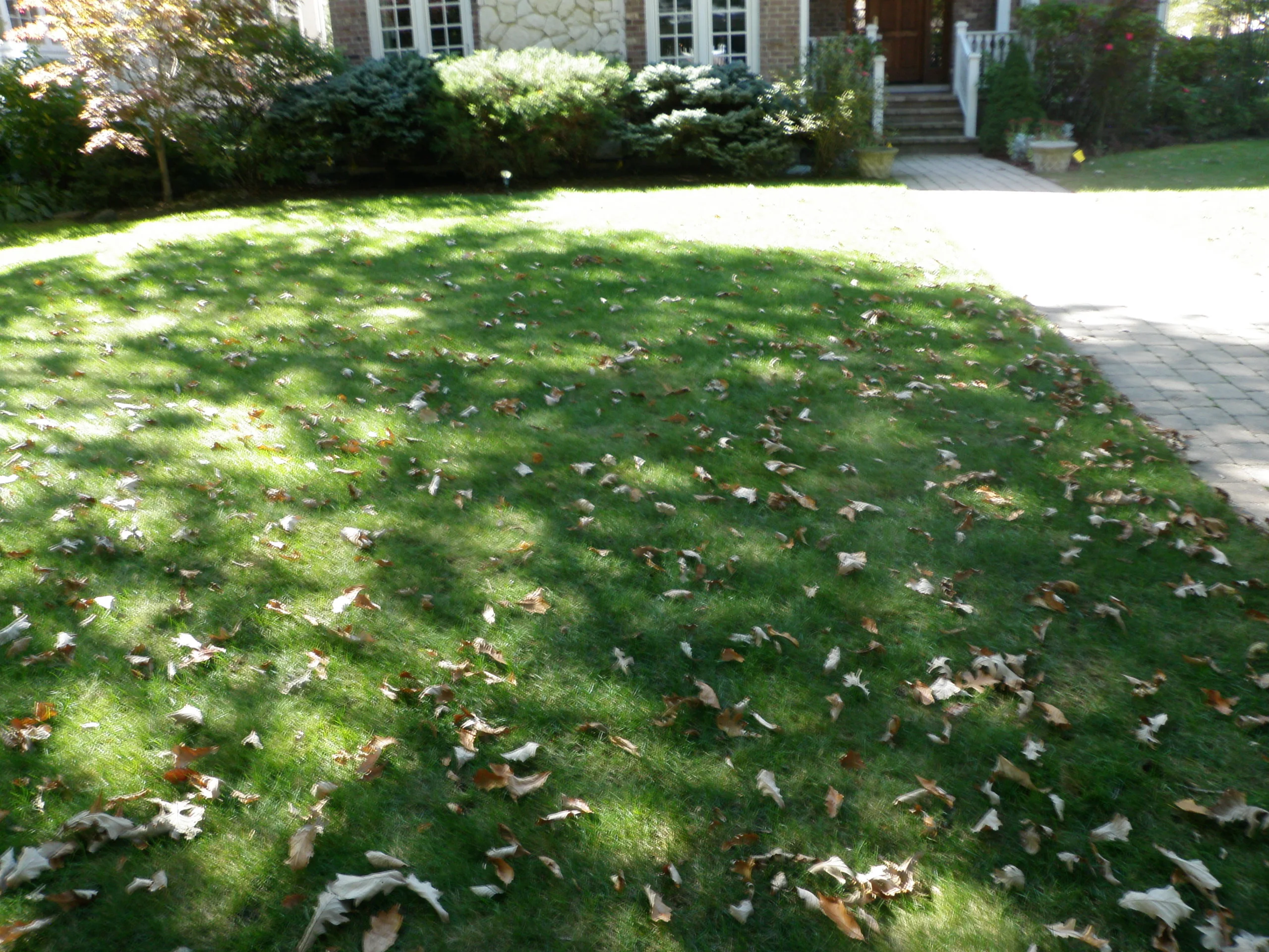 front yard with green lawn