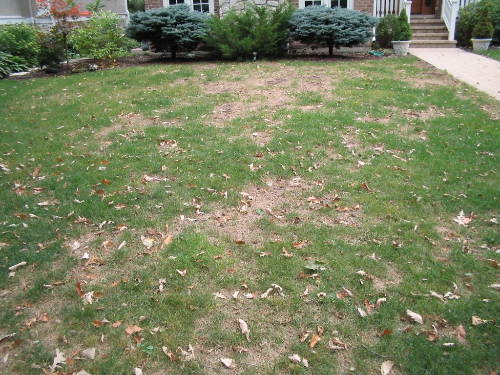 front yard with lawn disease