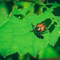 a japanese beetle on a leaf