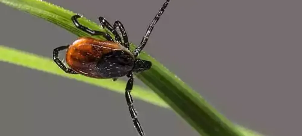 A tick walking on a blade of grass