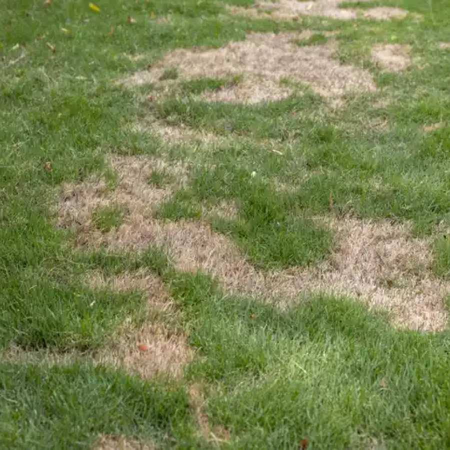 A brown lawn
