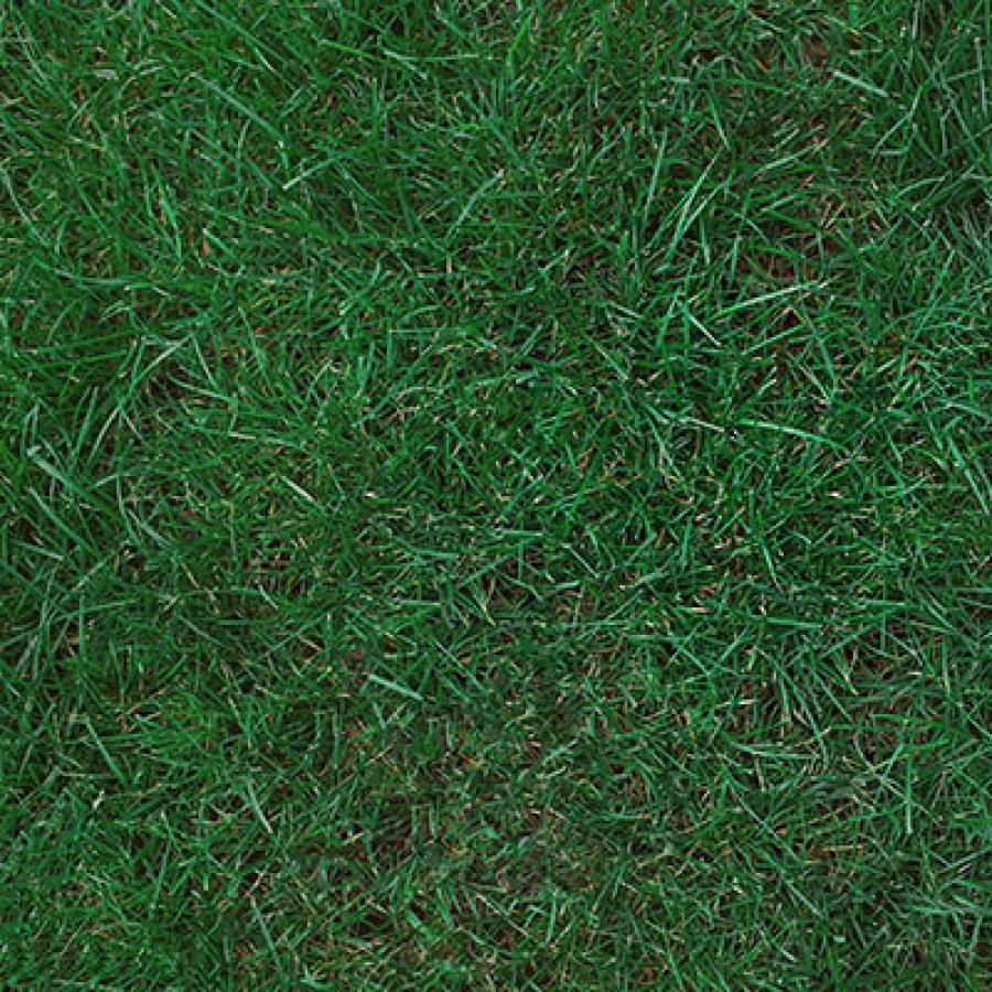 kentucky bluegrass