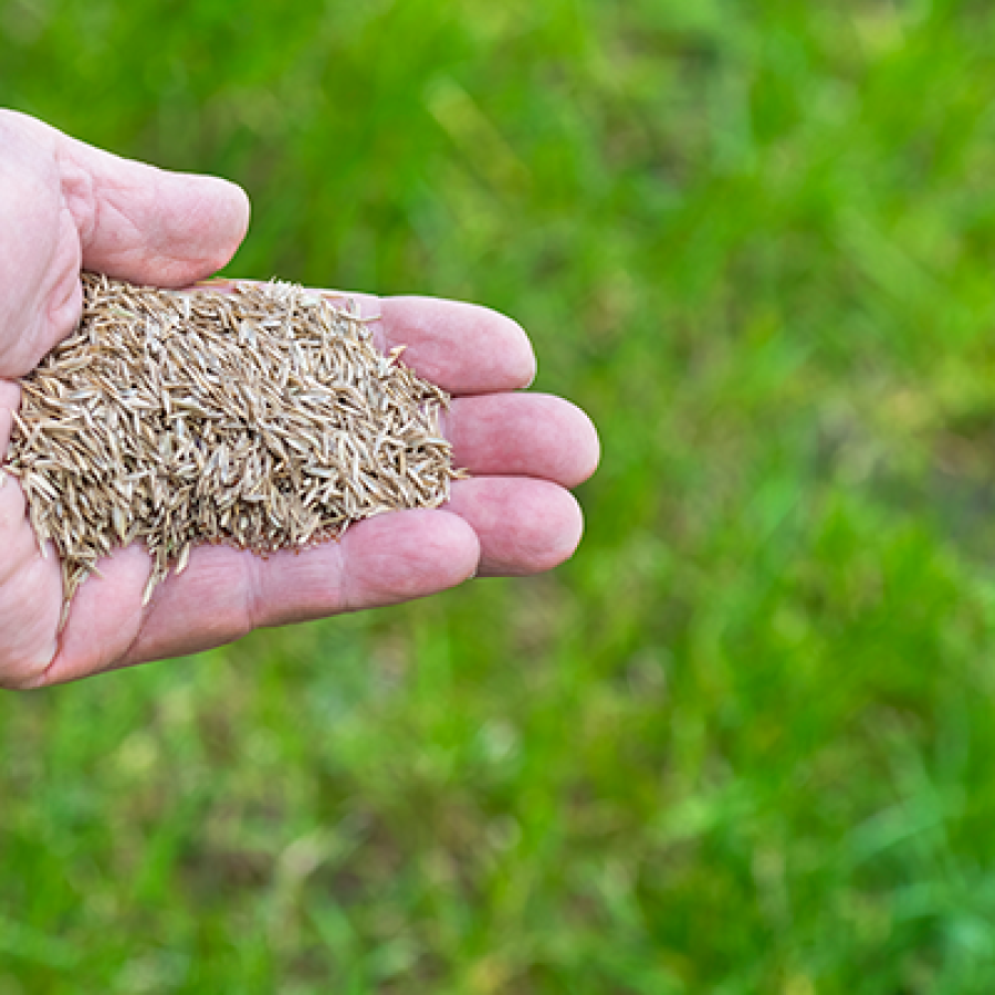 grass seed in a hand