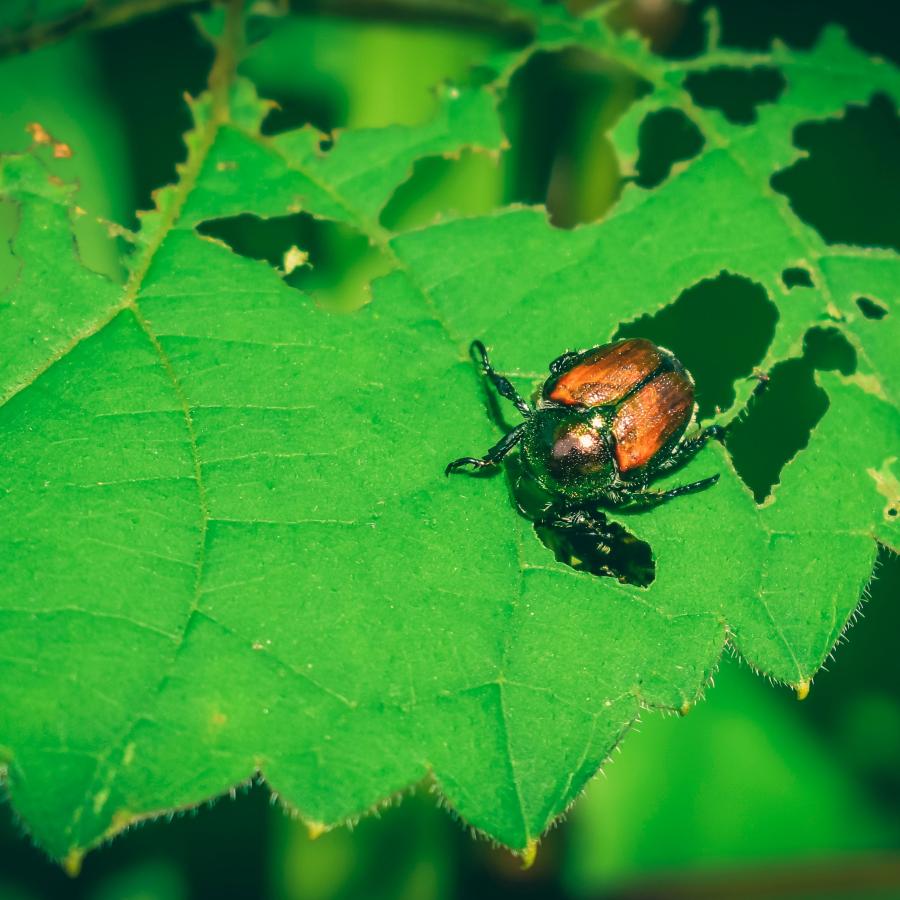 a japanese beetle on a leaf