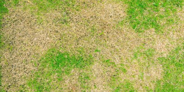 brown patch on a lawn