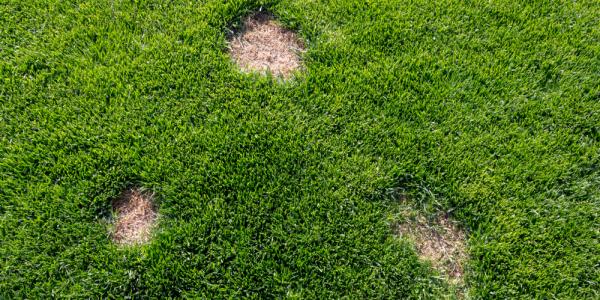 dollar spots on a lawn