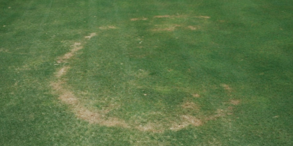 necrotic ring spot