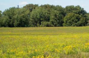 prairie-grass-eco-friendly-tips-turf-care-enterprises-inc