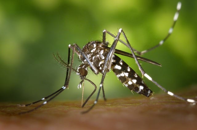 asian tiger mosquito in illinois