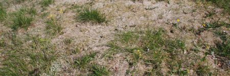 Lawn Diseases 101: Snow Mold