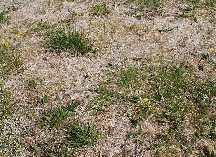 Lawn Diseases 101: Snow Mold