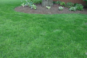 Healthy grass after lawn treatment.