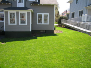 Healthy grass after lawn treatment.