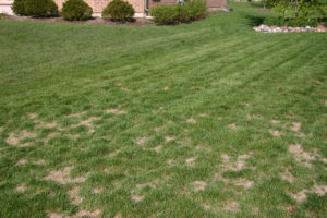 Grass before lawn treatment.